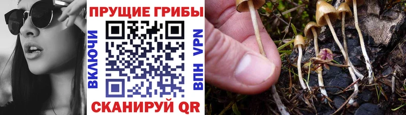 Галлюциногенные грибы Cubensis  MEGA ссылка  Арсеньев 